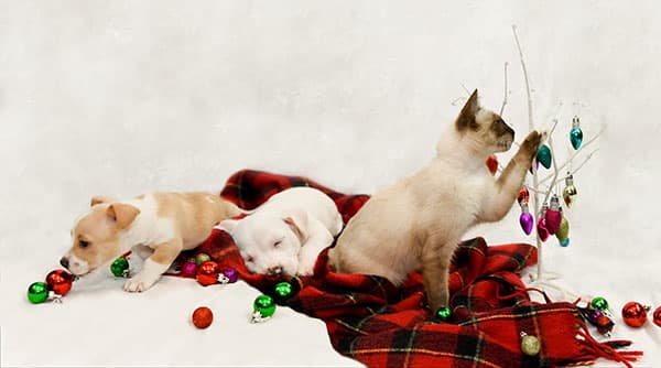 Holiday Card PupsCat