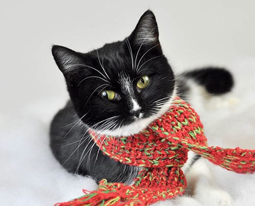 Cat holiday 1 web