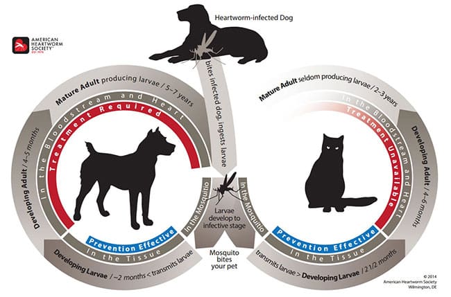life cycle web