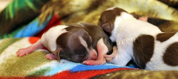 foster pups web