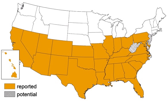 triatomine map sm