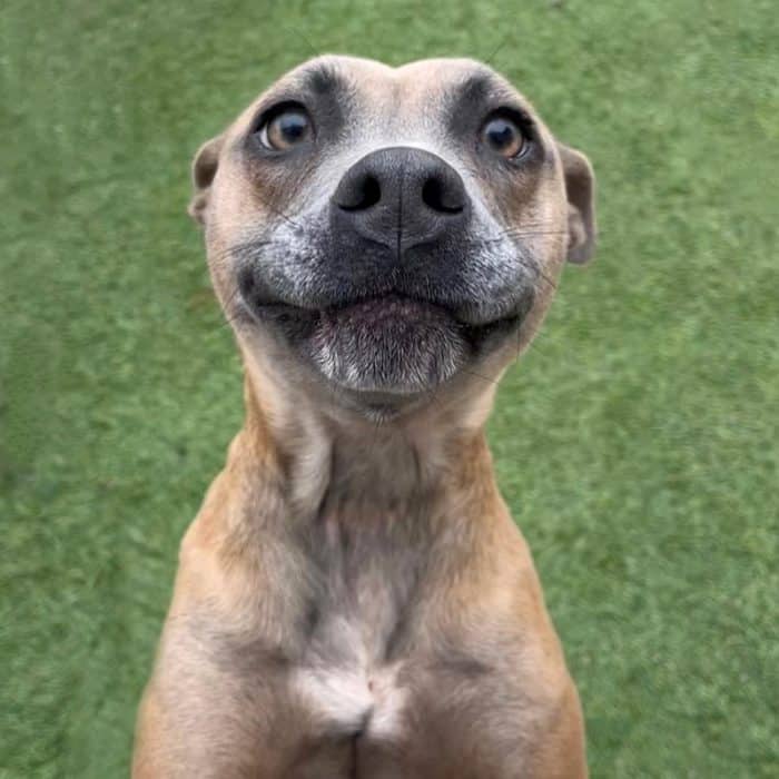 a very happy dog in the grass