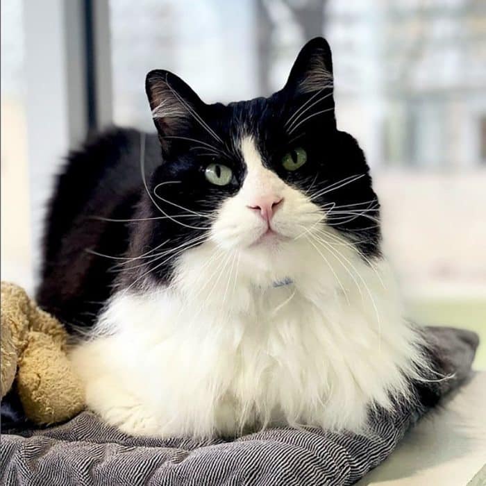 a cat looking at the camera, black and white