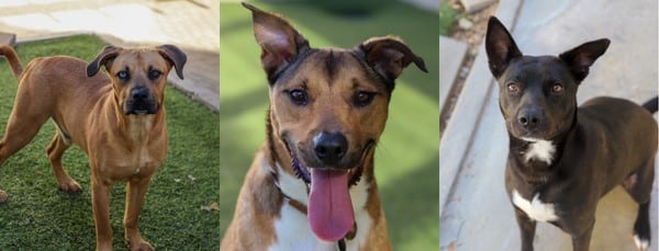 Heartworm Fund for SAHS picture