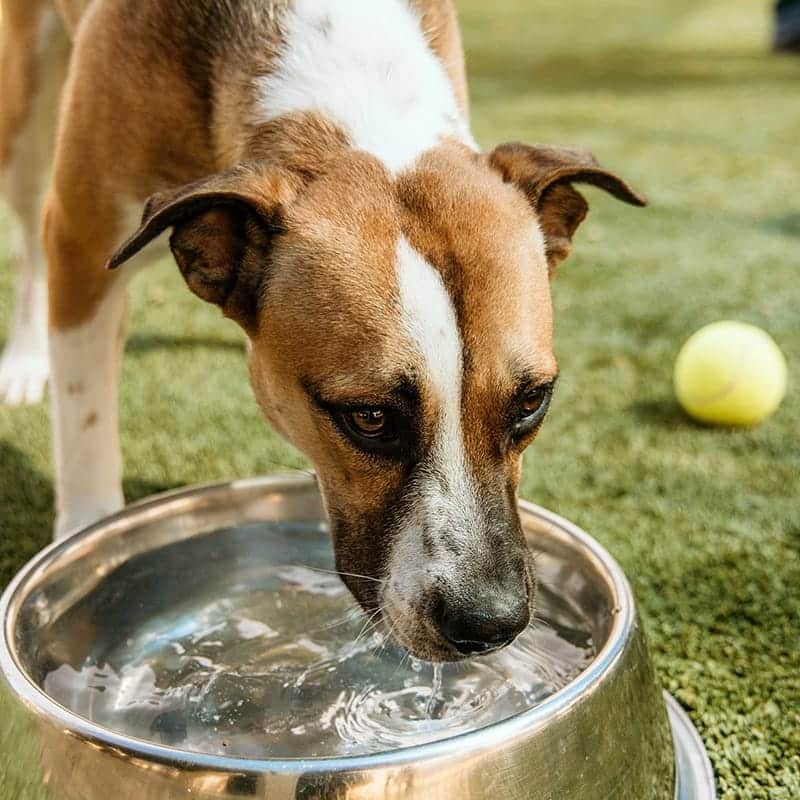 dog drinking water