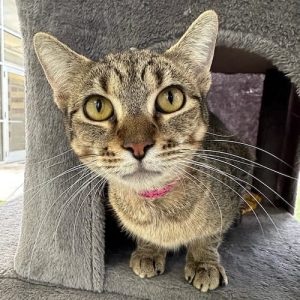 cat looking up
