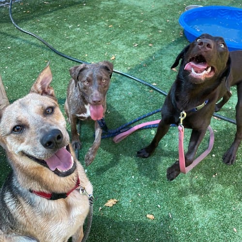 3 dogs looking at camera