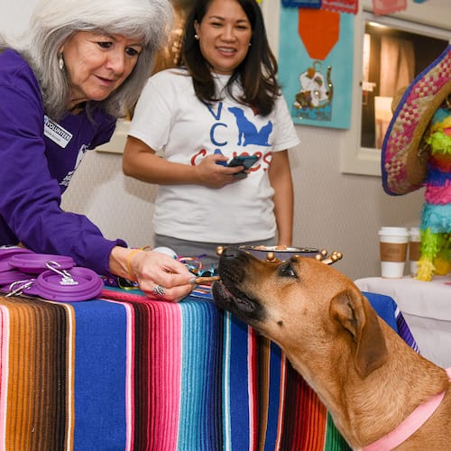 woman giving dog treat