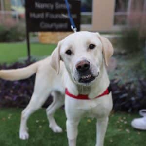 Cheese's Special Smile