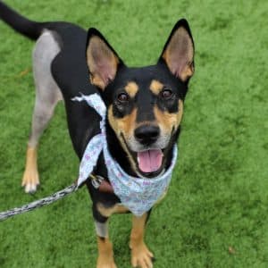 Silver Belle's Second Chance