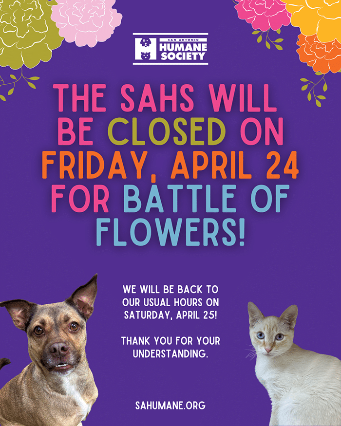 SAHS Closed on April 24 for Battle of Flowers Parade